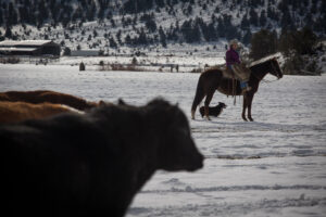 California rancher Kathy DeForest's ranch is located in Adin, California, near the border of Oregon where a wolf pack has frequently crossed into the state. (Credit: Brian Feulner, Pacific Legal Foundation, Flickr Creative Commons)