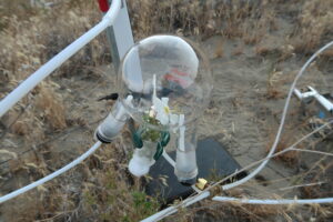 Scientists capture the scent of a pale evening primrose in Eastern Washington. (Credit: Jeremy Chan, Courtesy Of The University Of Washington)