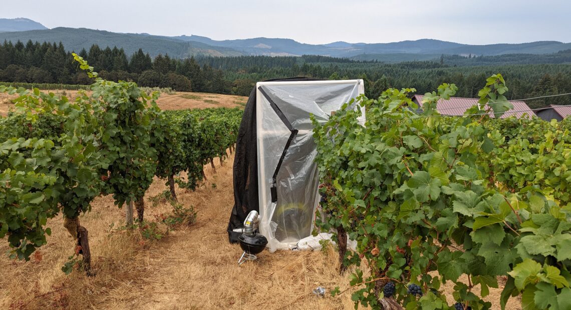 Pinot noir grapes at Oregon State University's Woodhall Vineyard undergoing smoke experiments.