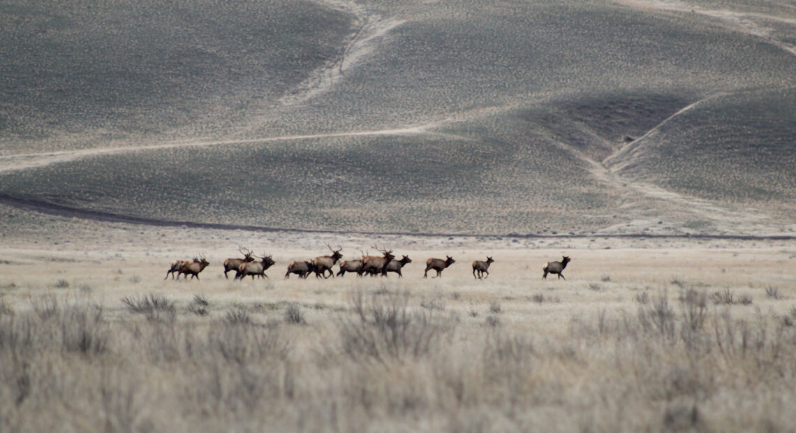 A group of elk runs from Yakama Nation hunters on the Hanford Reach National Monument in December 2023.