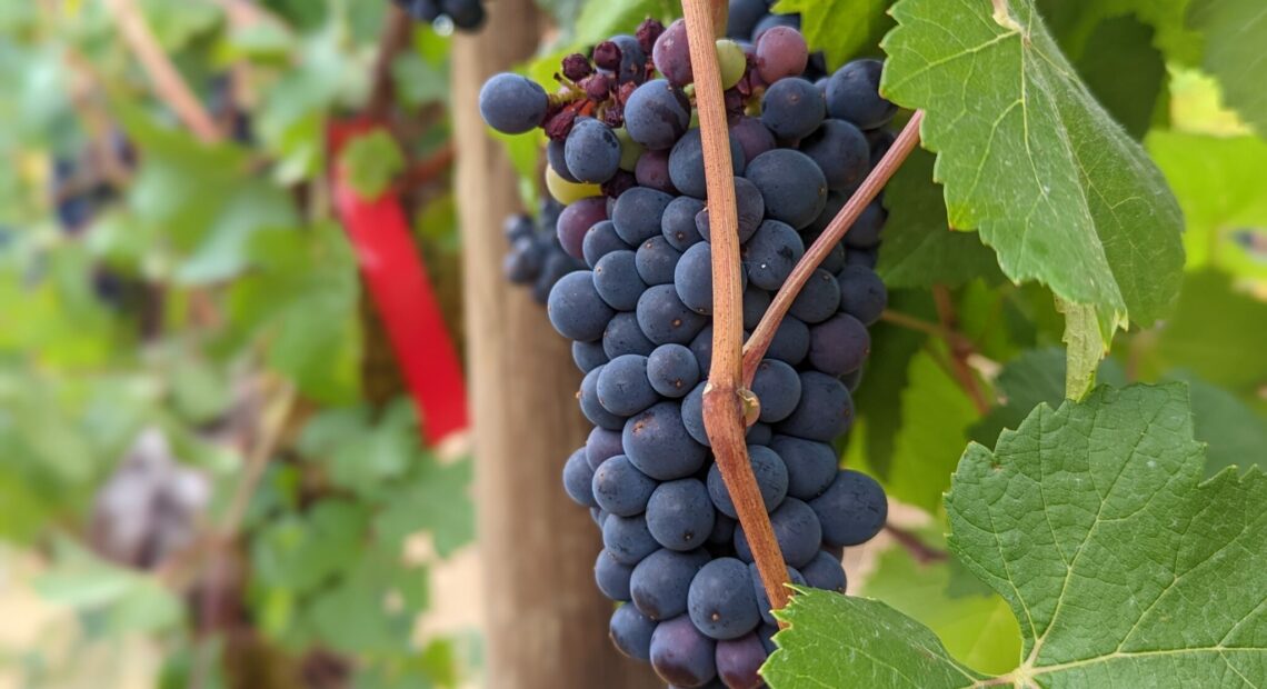 Pinot noir grapes at Oregon State University’s Woodhall Vineyard.