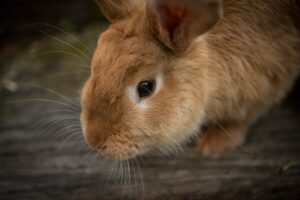 A photo shows a close up of a golden rabbit's face and he stands on grey wood.