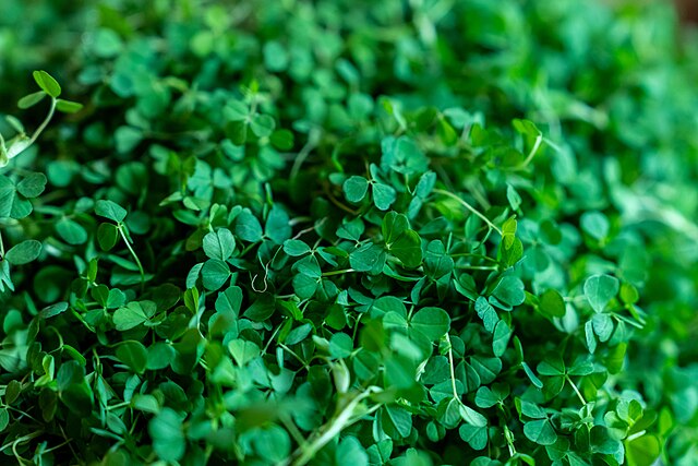 Bowl of shamrocks