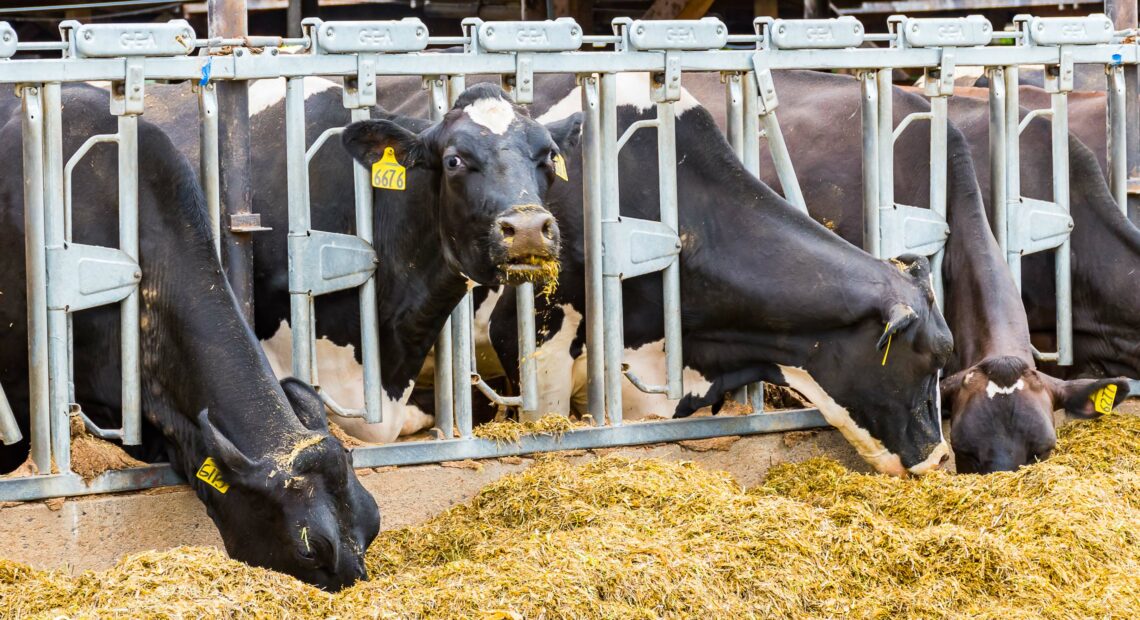 Northwest dairy cattle eat rations out of a feed bunk.