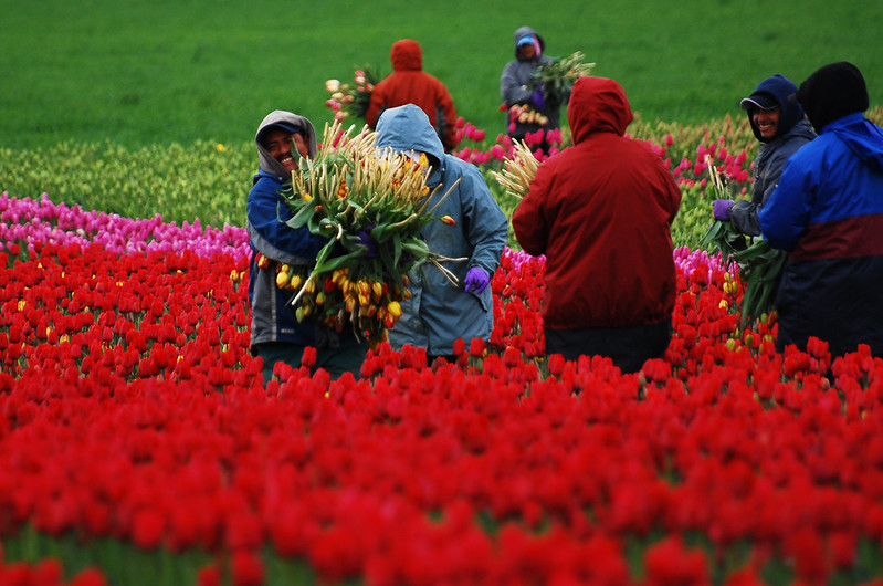 Farmworkers in the Skagit Valley tulip fields. (Credit: Brad Smith / Flickr)