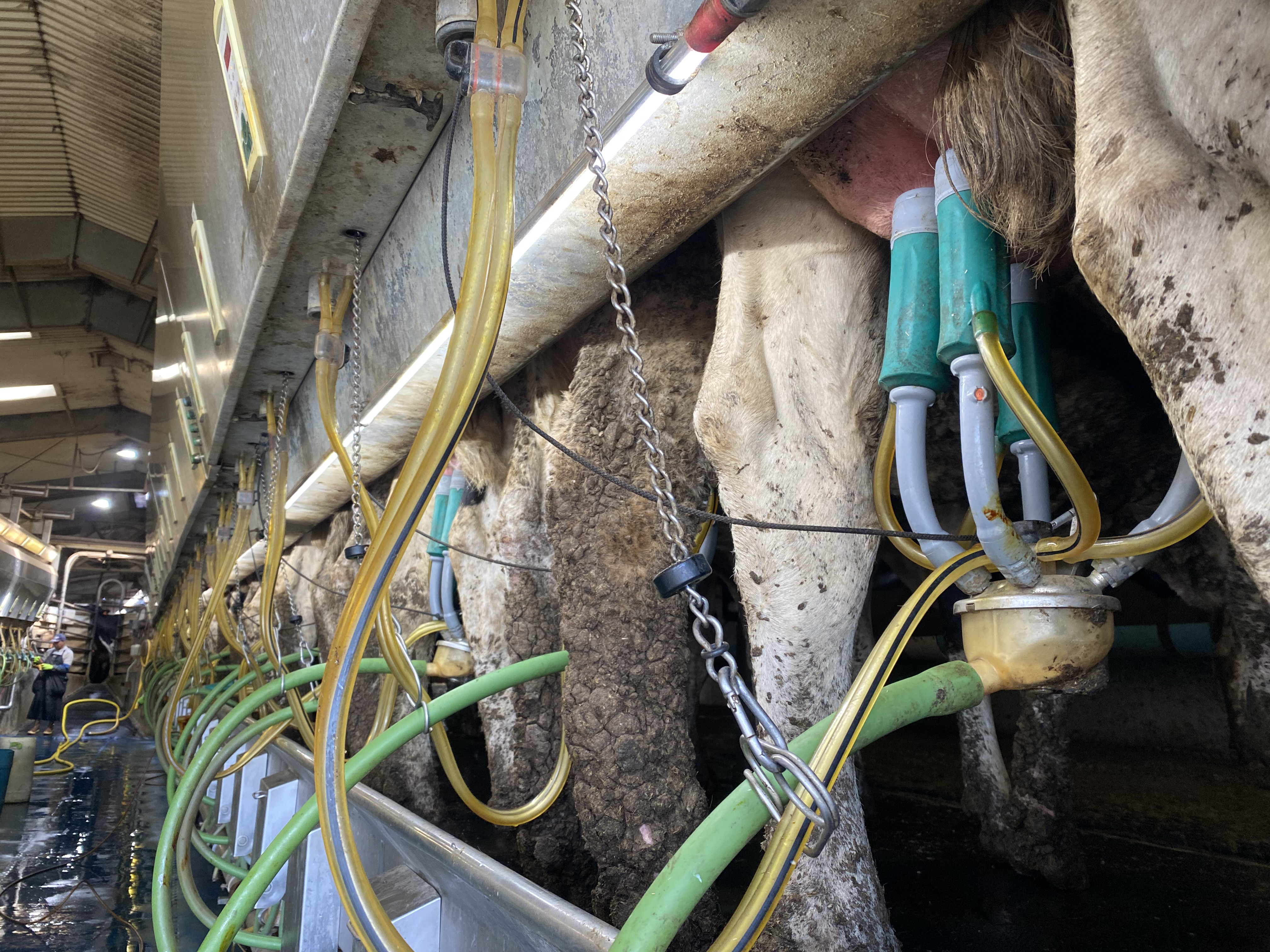 Cattle back up to the aisle to be milked at Jason Sheehan’s farm four miles east of Sunnyside, Washington in late April. 