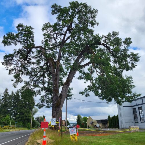 A historic 400-year-old tree in Thurston County could soon meet its end. A group of advocates are trying to save the Davis Meeker Garry oak in Tumwater, Washington, after the city deemed the tree unsafe. (Credit: Jeanie Lindsay / Northwest News Network)