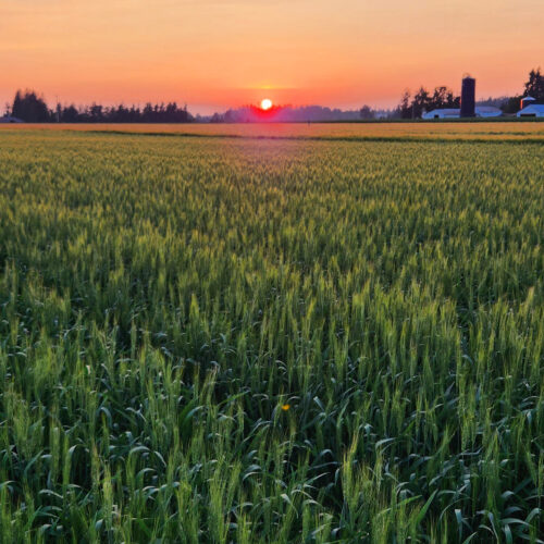 A field of WSU’s new variety, Bush wheat, growing near Lynden, Washington.