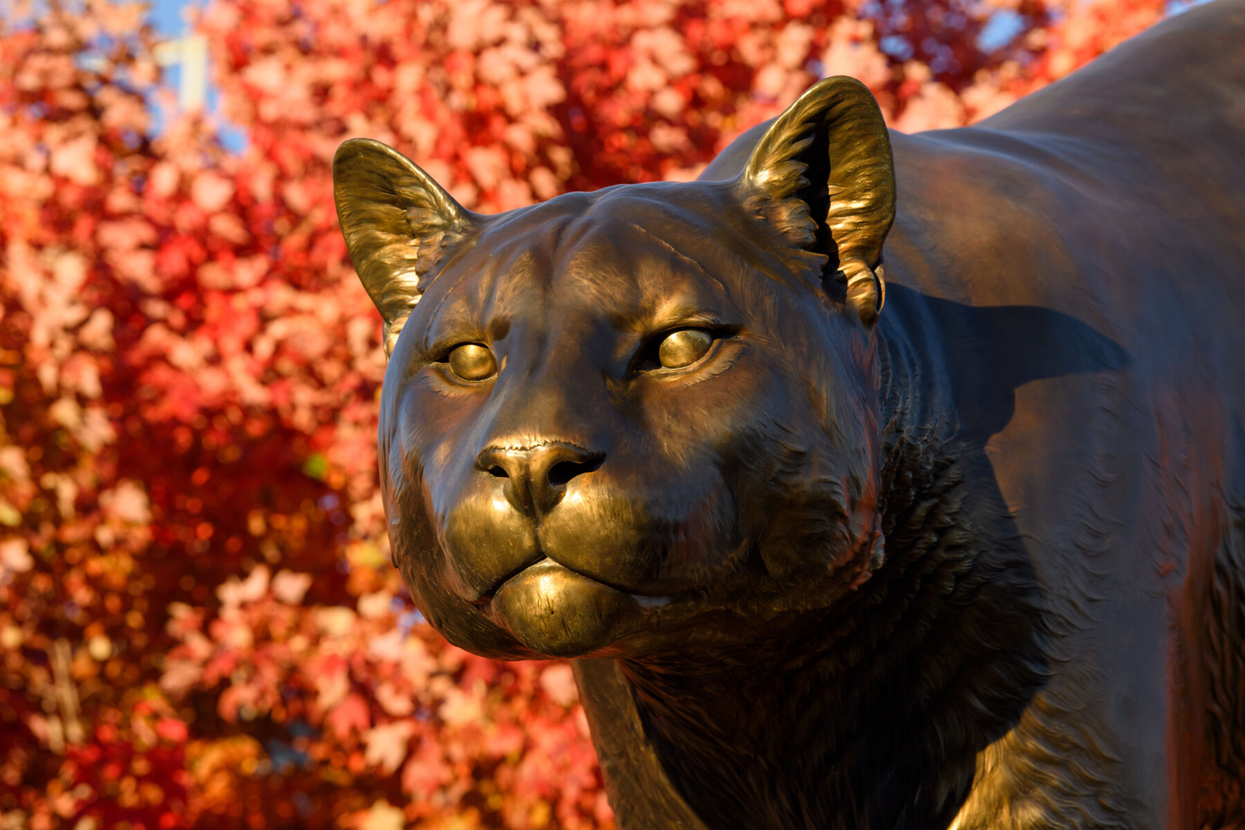 A Cougar statue at Washington State University in Pullman. A real-life cougar is suspected of killing several spring lambs at WSU this week. Officials are warning students, staff and faculty to be aware of their surroundings. (Credit: Washington State University)