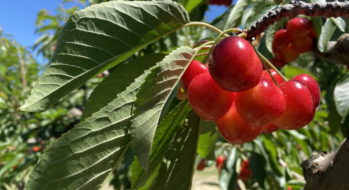 Rainier cherries cling to the branch in the Ray French Orchard in Richland, Washington, on Monday.