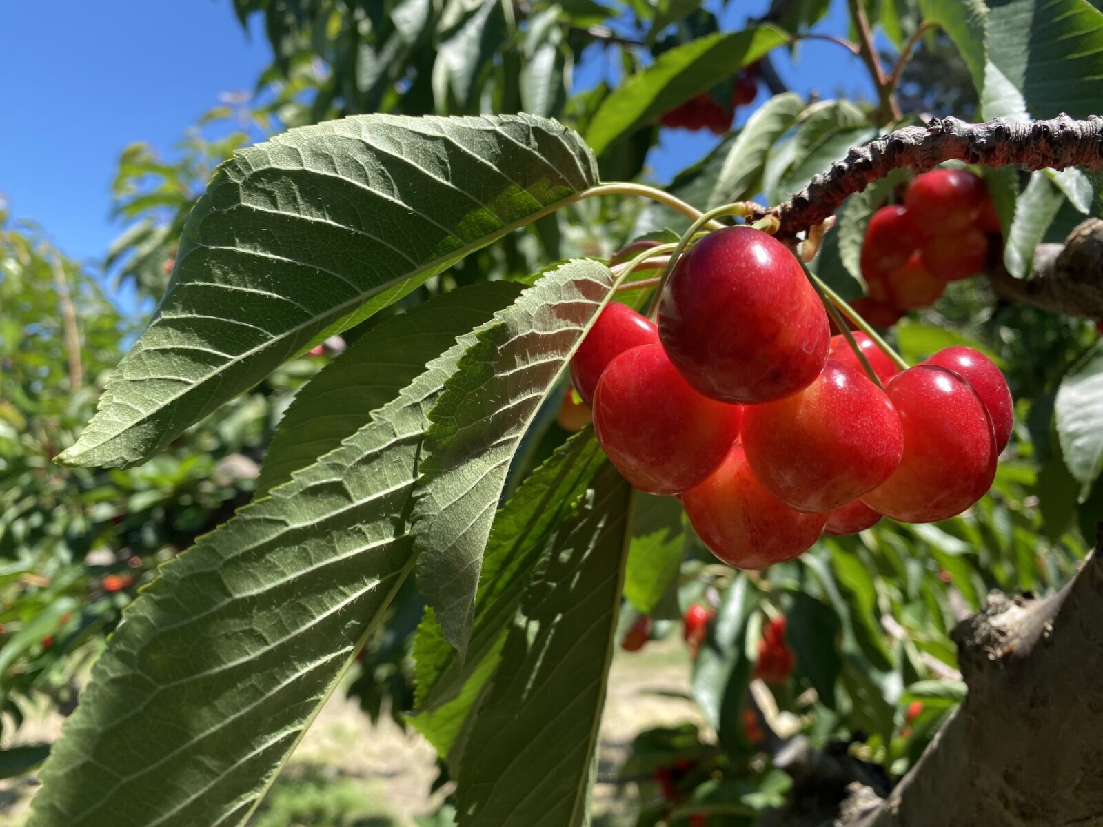 Rainier cherries cling to the branch in the Ray French Orchard in Richland, Washington, on Monday.