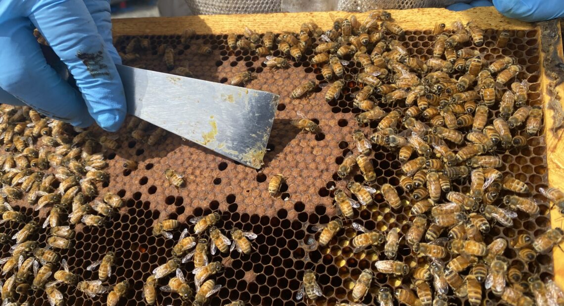 Brandon Hopkins, a bee researcher with Washington State University, points May 15 with his hive tool to the new bee larvae cells where baby bees develop in the hive near Othello, Washington.