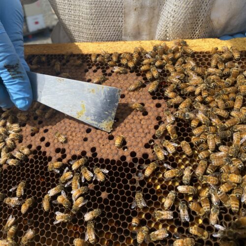 Brandon Hopkins, a bee researcher with Washington State University, points May 15 with his hive tool to the new bee larvae cells where baby bees develop in the hive near Othello, Washington.