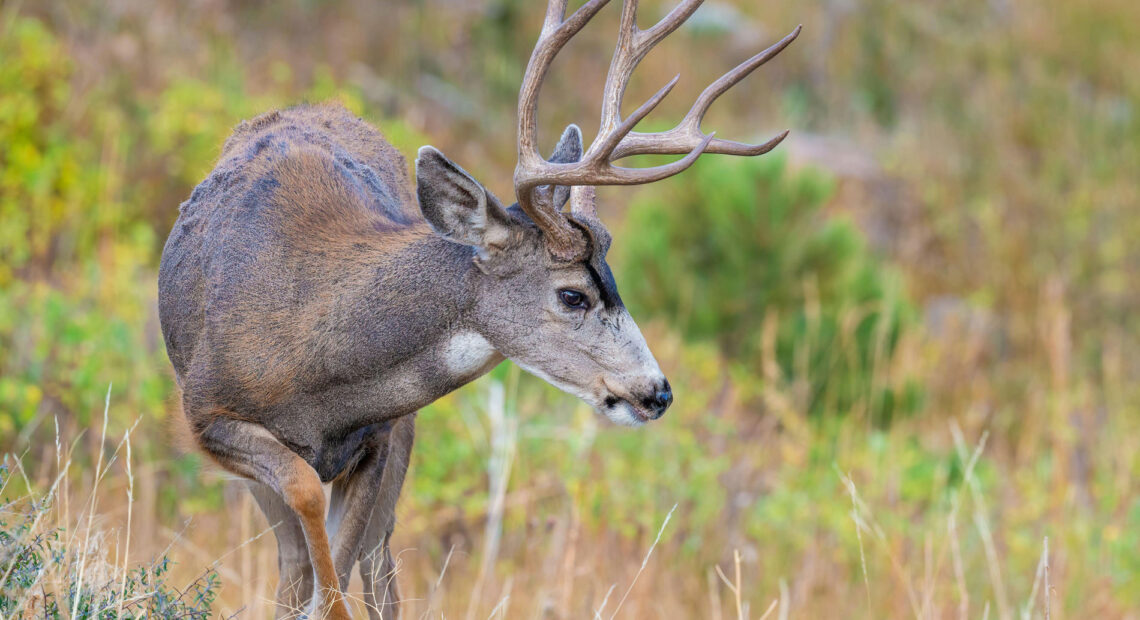 Mule Deer