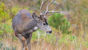 Mule Deer