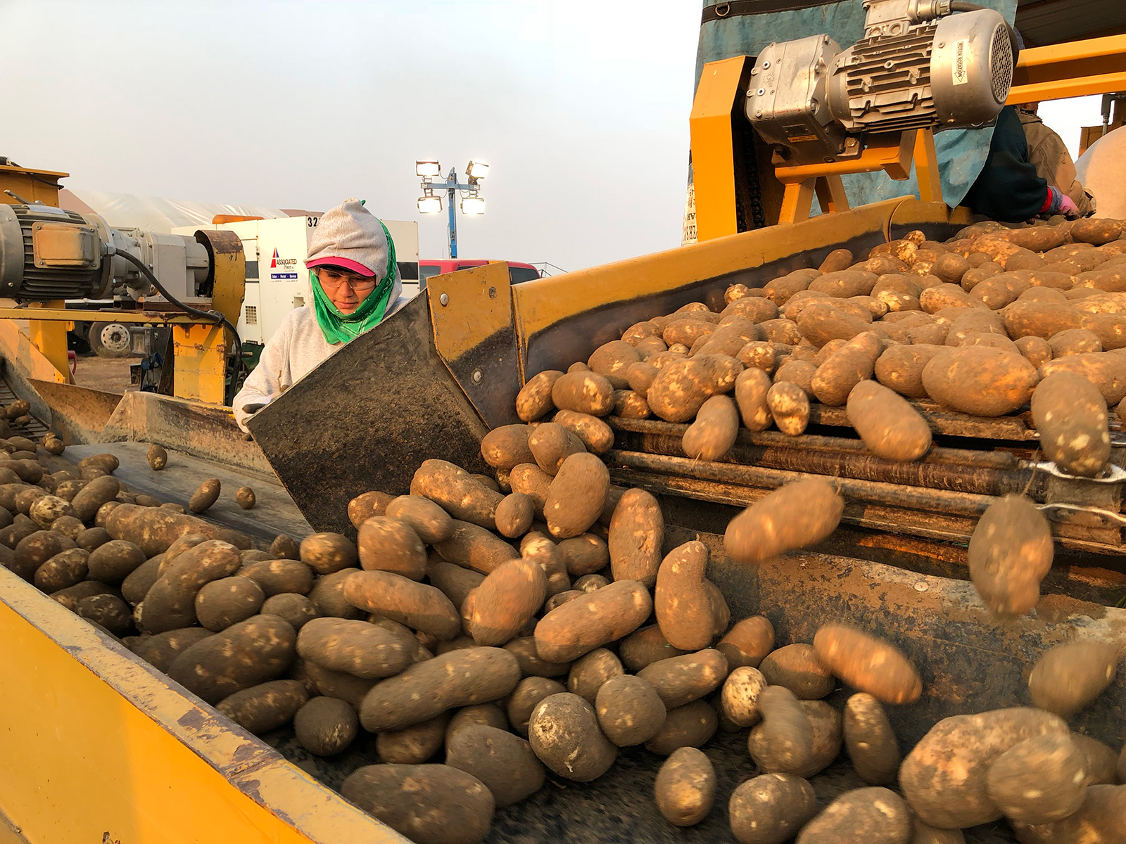 A worker in the Columbia Basin helps sort Northwest potatoes at harvest in 2018. 