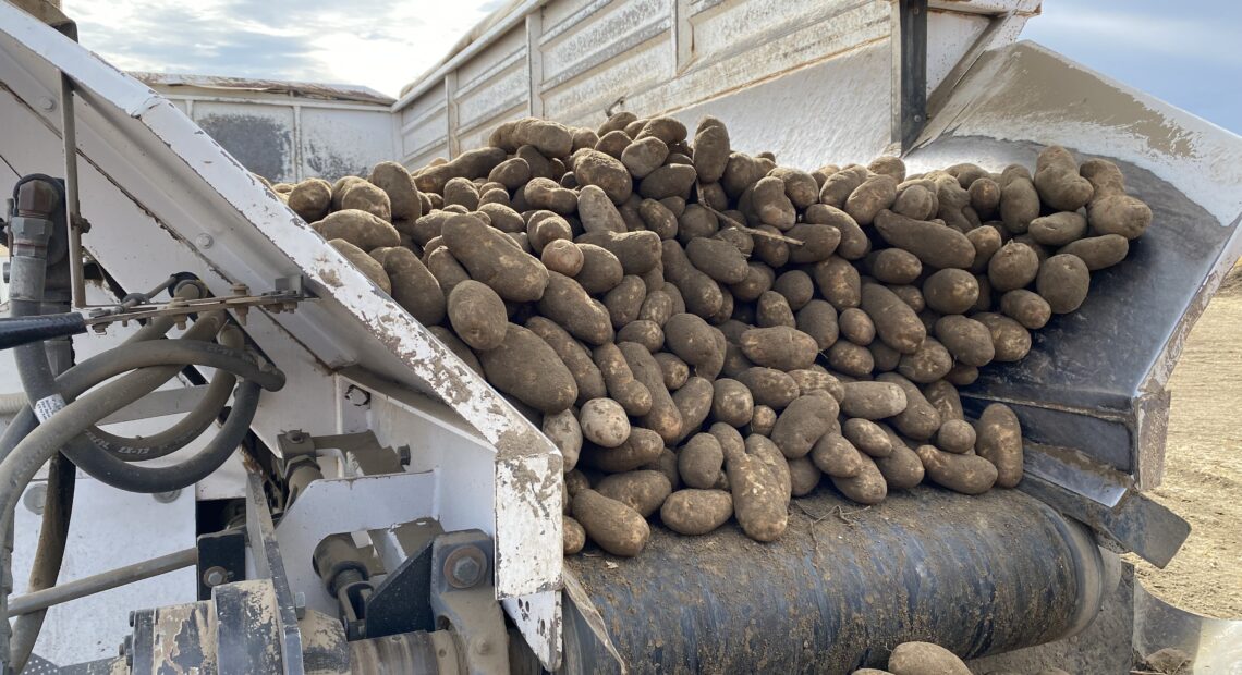 Columbia Basin potatoes move on a belt during harvest in 2021.