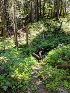 A man in a black shirt and khaki shorts crosses a log over a creek in a green forest.