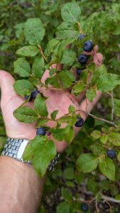 A hand with a silver watch holds up a green leafy branch filled with dark purple huckleberries.