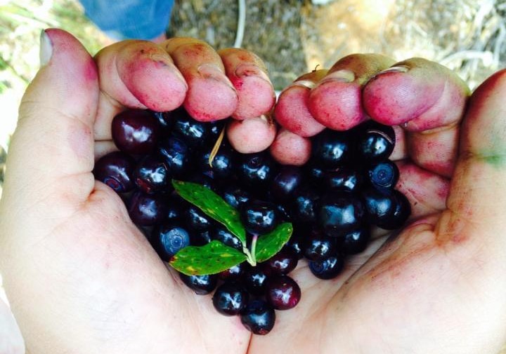 Hands hold freshly picked huckleberries in the shape of a heart with a green leaf in the middle.