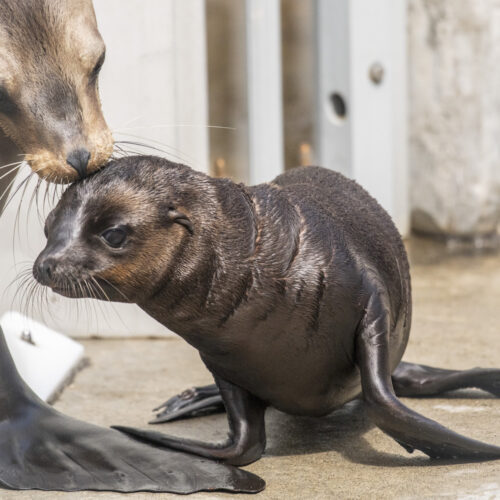 California sea lion pup Pepper gets a forehead kiss from mom, Eloise, at the Point Defiance Zoo & Aquarium. (Credit: Katie G. Cotterill / Point Defiance Zoo & Aquarium)