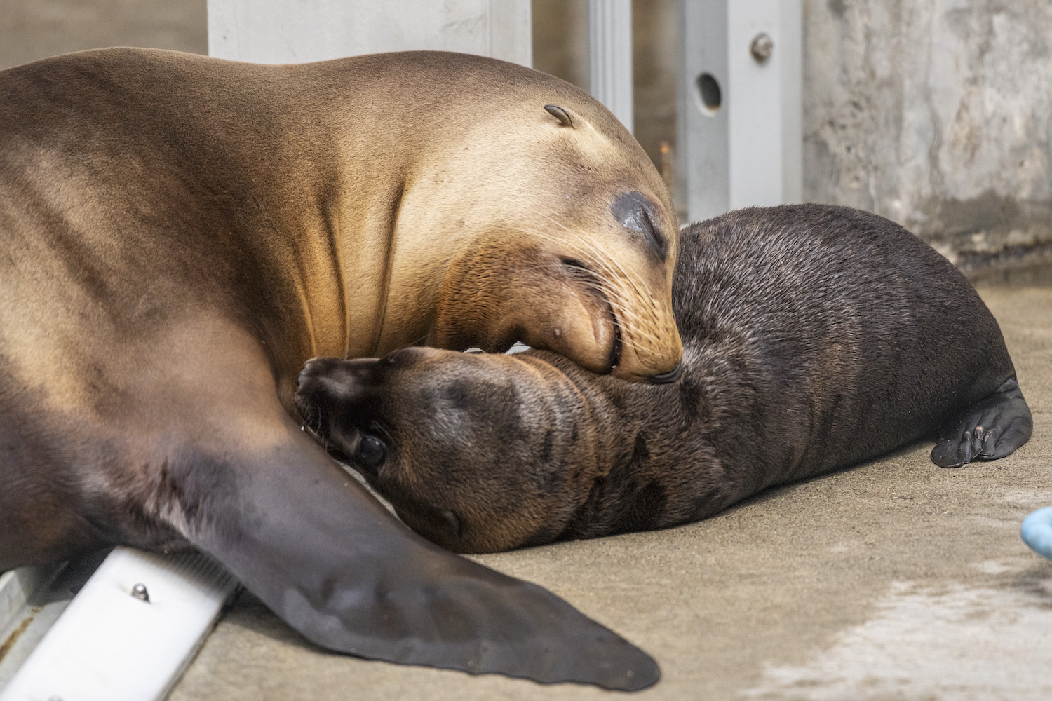 Some snoozing for new mom, Eloise, and pup, Pepper.