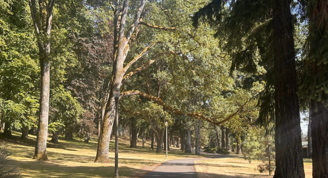 Tree canopy over a paved pathway through Tacoma's South Park on the afternoon of Friday, July 12. (Credit: Lauren Gallup / NWPB)