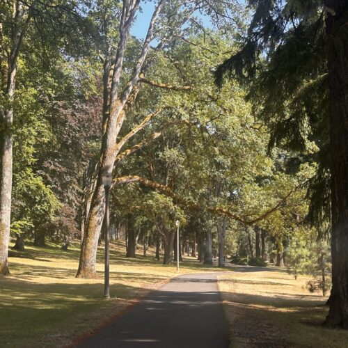 Tree canopy over a paved pathway through Tacoma's South Park on the afternoon of Friday, July 12. (Credit: Lauren Gallup / NWPB)