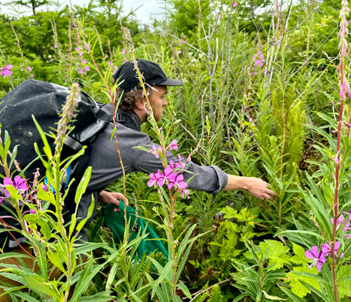 A man in a gray button down shirt, black hat and carrying a black backpack is in the middle of tall green leaves and bright fuchsia flowers. He is reaching toward one of the plant's leaves.