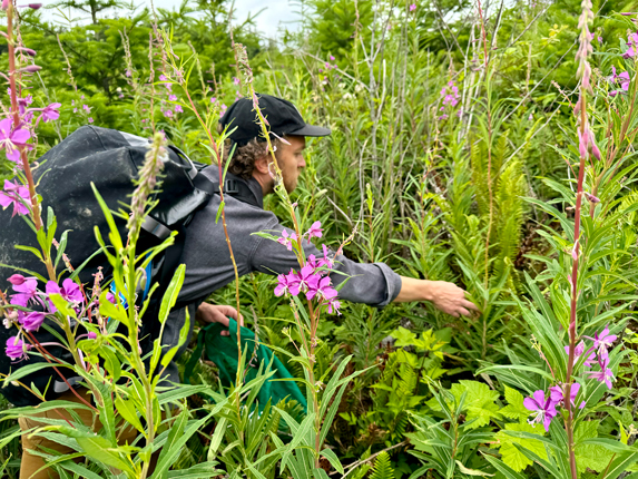 A man in a gray button down shirt, black hat and carrying a black backpack is in the middle of tall green leaves and bright fuchsia flowers. He is reaching toward one of the plant's leaves.