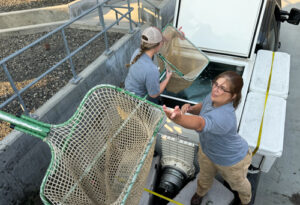 Two women in gray T-shirts stand in the bed of a gray pickup truck. They are in front of a white tank. They are passing long nets to people standing above them.