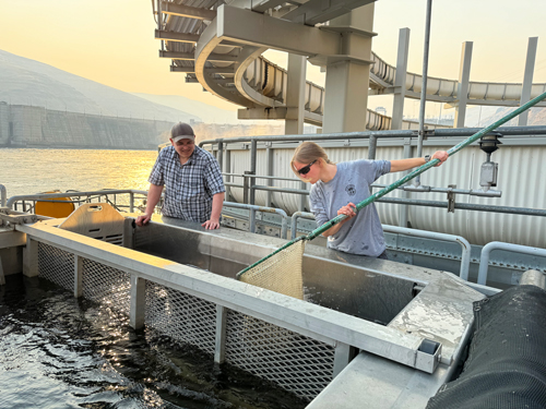 Two people in gray shirts stand in font of a pool. A woman is holding a net and is about to dip it into the water.