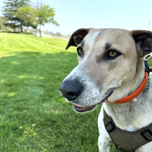 Fin, a Catahoula leopard dog, blue lacy and Australian kelpie mix, looks off into the distance.