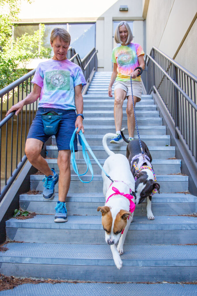 Volunteers walking dogs down the stairs