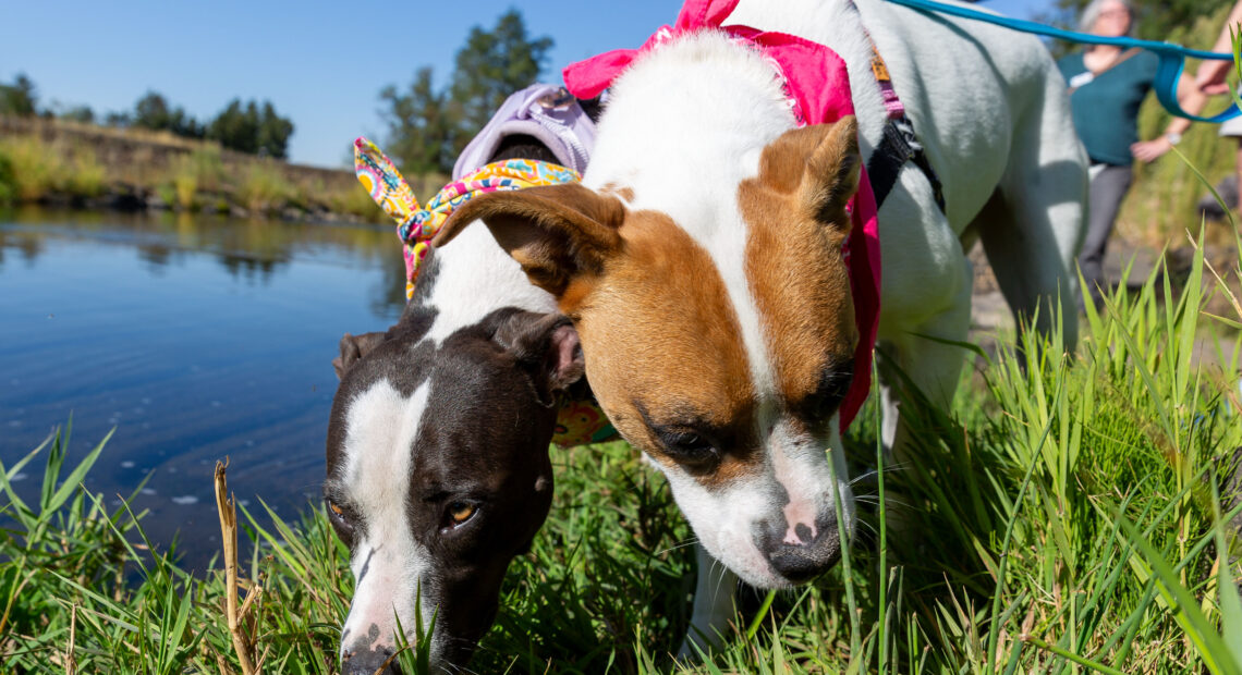 Shelter dogs sniffing along Mill Creek.