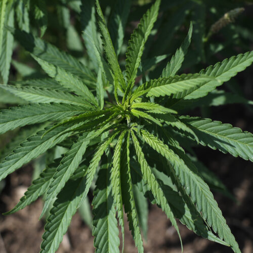 A close up photo shows a sprawling green hemp plant. While there are barriers to studying cannabis, CBG derived from hemp was used for Carrie Cuttler's study on how CBG affects humans.