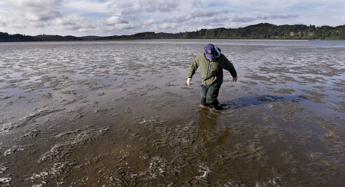 Eric Hall, a manager for Taylor Shellfish, works his way loose after sinking into deep mud at low tide on May 1, 2015, in Willapa Bay. (Credit: Elaine Thompson / AP Photo)