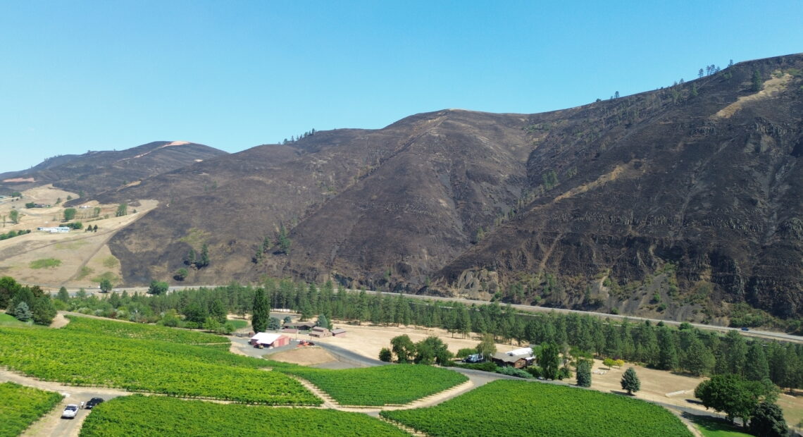 A wide shot reveals green sprawling rows of wine grapes beside a river near a blackened canyon cliff.