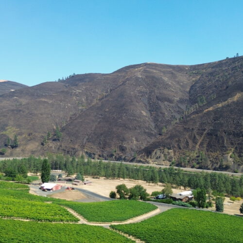 A wide shot reveals green sprawling rows of wine grapes beside a river near a blackened canyon cliff.