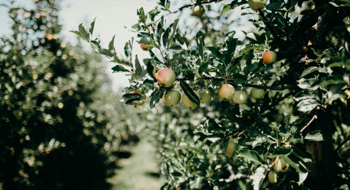 Apple trees (Credit: Liana Mikah in Unsplash)