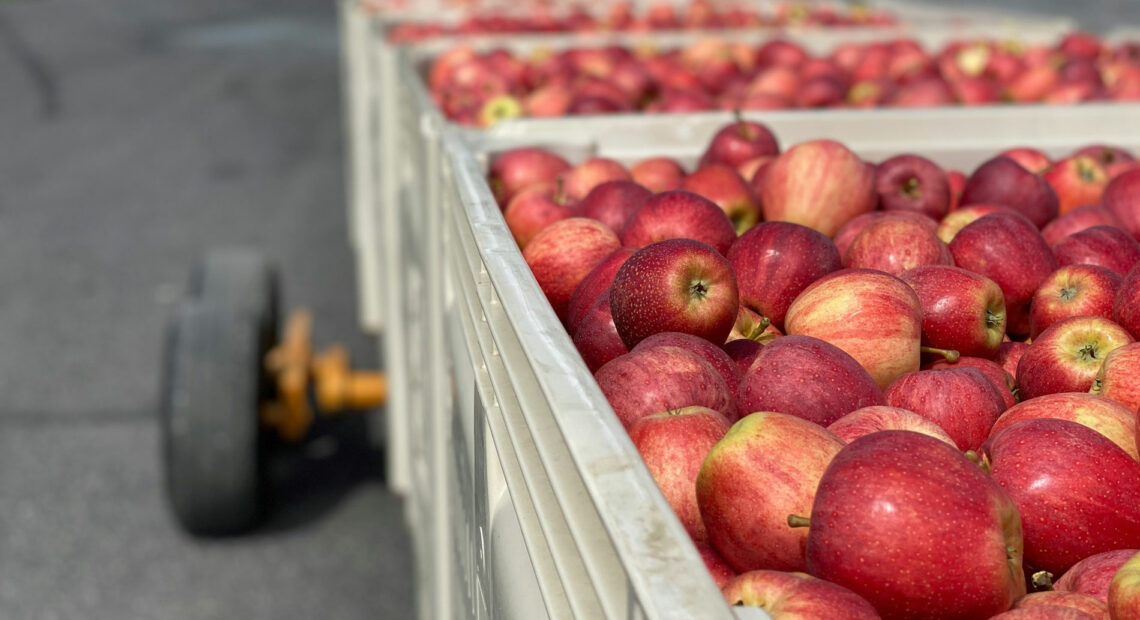 Apples-on-bin-carts_Credit_Terra-Slaybaugh-in-Unsplash