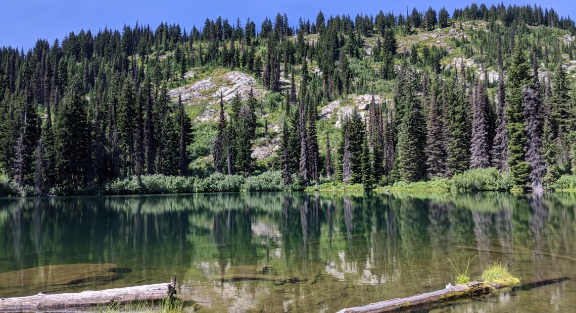 A green lake with logs near the shore sits beneath a mountain covered with evergreen trees.