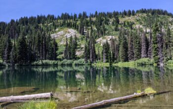 A green lake with logs near the shore sits beneath a mountain covered with evergreen trees.