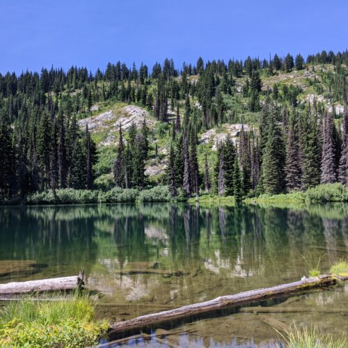 A green lake with logs near the shore sits beneath a mountain covered with evergreen trees.