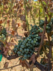 A close up photo of deflated looking green grapes on a dried out vine.