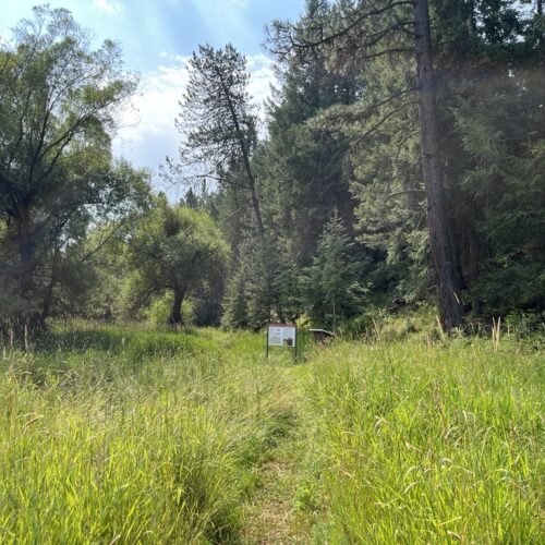 An unpaved trail is pictured in the middle of the photo. In the background, large evergreen trees are pictured. Tall grasses surround the unpaved trail.