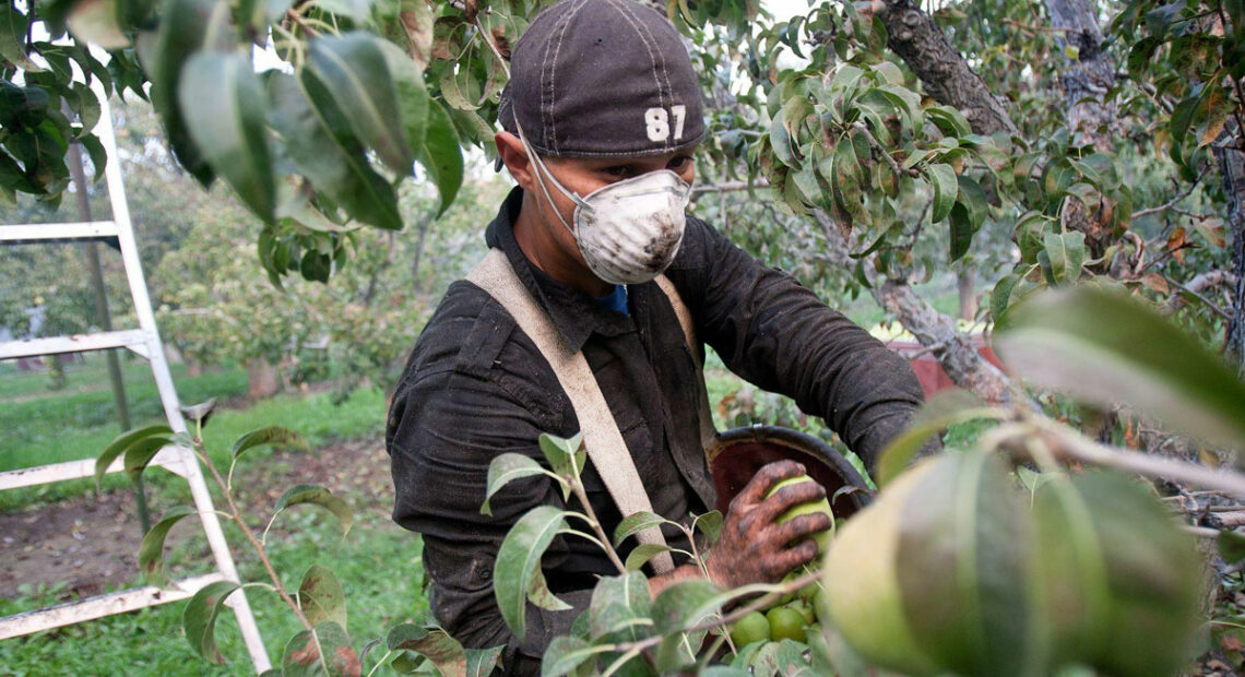 A man wearing a face mask picks pears in an orchard. A ladder is perched behind him.