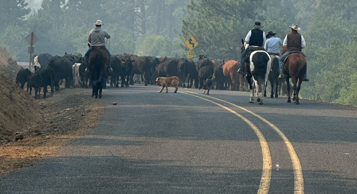 Moving cattle out of a forest recently outside of Burns, Oregon.