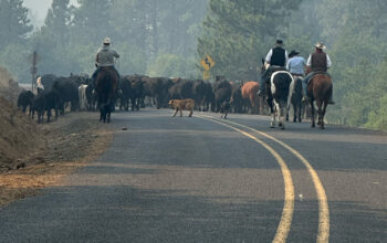 Moving cattle out of a forest recently outside of Burns, Oregon.