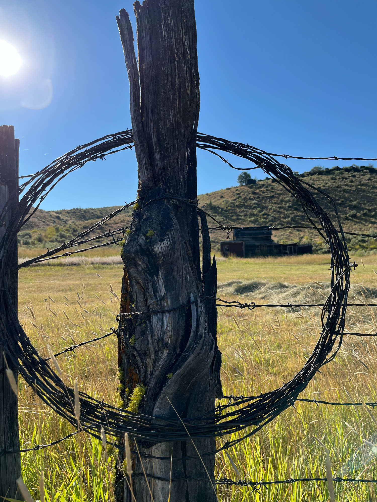 Fence lines are integral to ranching. They help cattle managers avoid overgrazing each area and keep cattle sorted. 